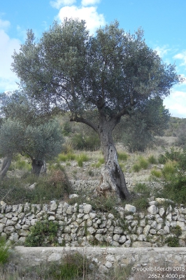 Es-Arta-Betlem-Olive151012173111