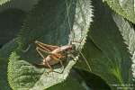 GewöhnlicheStrauchschrecke260813085419