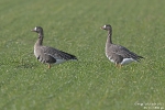 Blässgansb250127151406b