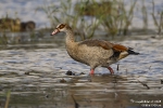Nilgans250904104710