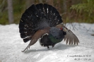 Auerhuhn130430090436-(1)