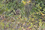 Sumpfohreule251011151056