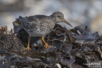 Meerstrandläufer251012142459