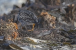 Meerstrandläufer251012142509