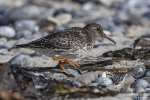 Meerstrandläufer251012142518-(1)