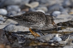 Meerstrandläufer251012142518