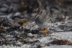 Meerstrandläufer251012142527