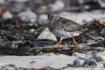 Meerstrandläufer251012142528