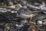 Meerstrandläufer251012142535