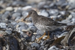 Meerstrandläufer251012142702