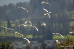 Silberreiher250402114149