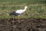 Weissstorch250318133318