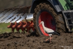 Weissstorch250318133527