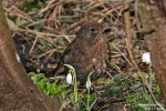 Amsel220217105006
