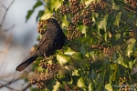 Amsel250209172122