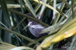 Ringdrossel170201155555