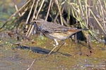 Blaukehlchen250402124444