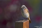 Gartenrotschwanz260927100701