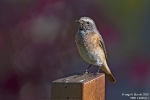 Gartenrotschwanz260927100703