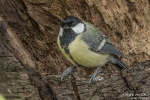 Kohlmeise250817104450