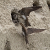 Uferschwalbe250704104349