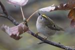 Wintergoldhähnchen251013104152