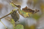 Wintergoldhähnchen251013113948
