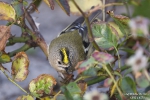 Wintergoldhähnchen251013175855