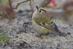 Wintergoldhähnchen2510131800051