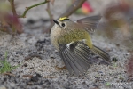 Wintergoldhähnchen251013180005