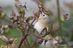 Wintergoldhähnchen251013180345