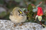 Wintergoldhähnchen251013180501