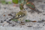 Wintergoldhähnchen251013180527