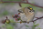 Wintergoldhähnchen251013180549
