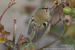 Wintergoldhähnchen251013180705KI