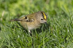 Wintergoldhähnchen251014140844