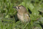 Wintergoldhähnchen251014140922