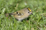 Wintergoldhähnchen251014141033